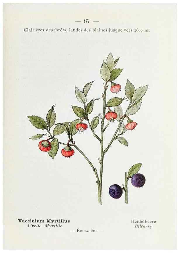 Reproducción/Reproduction 49345541996: Nouvelle flore coloriée de poche des Alpes et des Pyrénées.. Paris,Klincksieck,1906-1912.. 