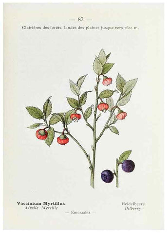 Reproducción/Reproduction 49345541996: Nouvelle flore coloriée de poche des Alpes et des Pyrénées.. Paris,Klincksieck,1906-1912.. 
