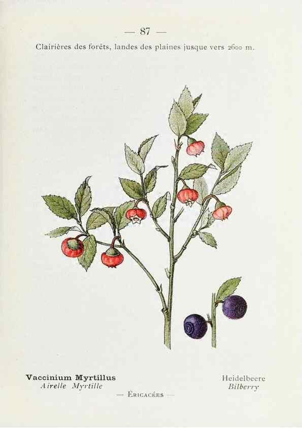Reproducción/Reproduction 49345541996: Nouvelle flore coloriée de poche des Alpes et des Pyrénées.. Paris,Klincksieck,1906-1912.. 