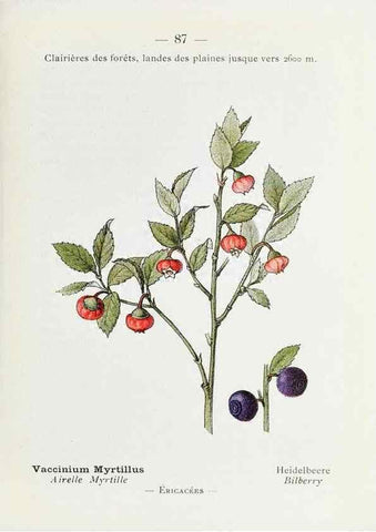 Reproducción/Reproduction 49345541996: Nouvelle flore coloriée de poche des Alpes et des Pyrénées.. Paris,Klincksieck,1906-1912.. 