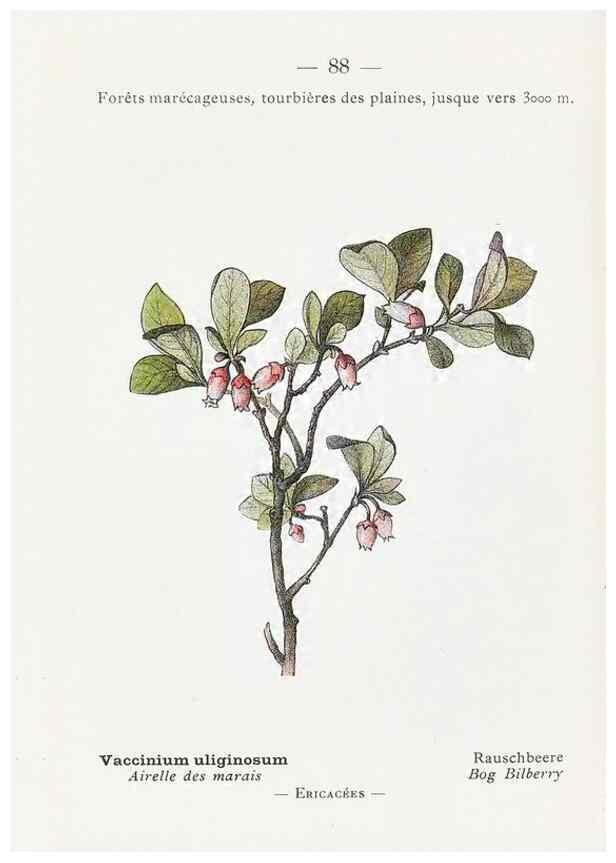 Reproducción/Reproduction 49345081293: Nouvelle flore coloriée de poche des Alpes et des Pyrénées.. Paris,Klincksieck,1906-1912.. 