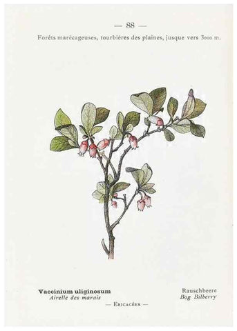 Reproducción/Reproduction 49345081293: Nouvelle flore coloriée de poche des Alpes et des Pyrénées.. Paris,Klincksieck,1906-1912.. 