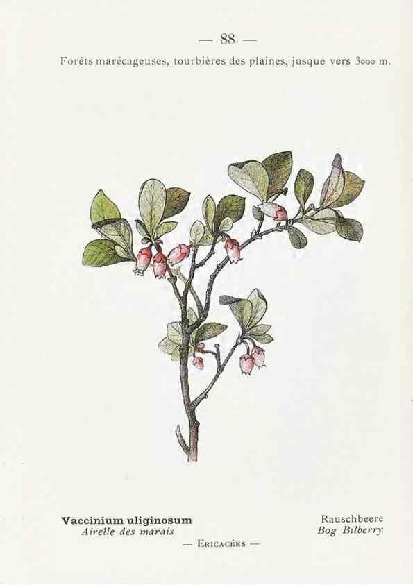 Reproducción/Reproduction 49345081293: Nouvelle flore coloriée de poche des Alpes et des Pyrénées.. Paris,Klincksieck,1906-1912.. 