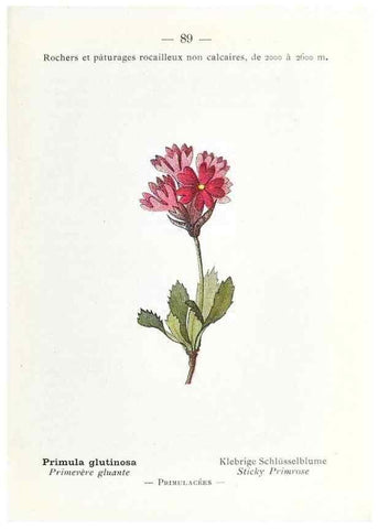 Reproducción/Reproduction 49345081663: Nouvelle flore coloriée de poche des Alpes et des Pyrénées.. Paris,Klincksieck,1906-1912.. 
