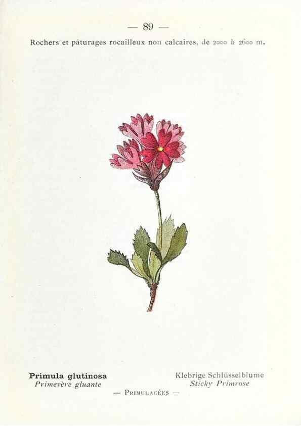 Reproducción/Reproduction 49345081663: Nouvelle flore coloriée de poche des Alpes et des Pyrénées.. Paris,Klincksieck,1906-1912.. 