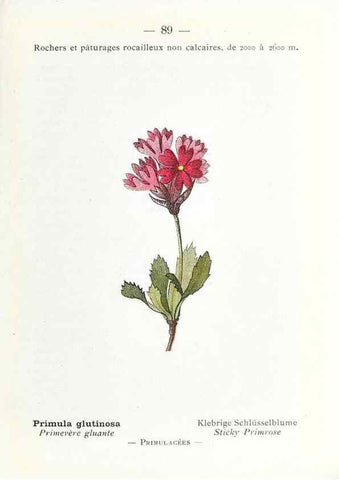 Reproducción/Reproduction 49345081663: Nouvelle flore coloriée de poche des Alpes et des Pyrénées.. Paris,Klincksieck,1906-1912.. 