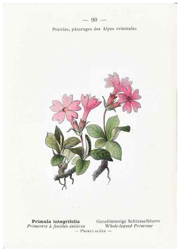 Reproducción/Reproduction 49345082003: Nouvelle flore coloriée de poche des Alpes et des Pyrénées.. Paris,Klincksieck,1906-1912.. 