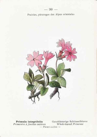 Reproducción/Reproduction 49345082003: Nouvelle flore coloriée de poche des Alpes et des Pyrénées.. Paris,Klincksieck,1906-1912.. 