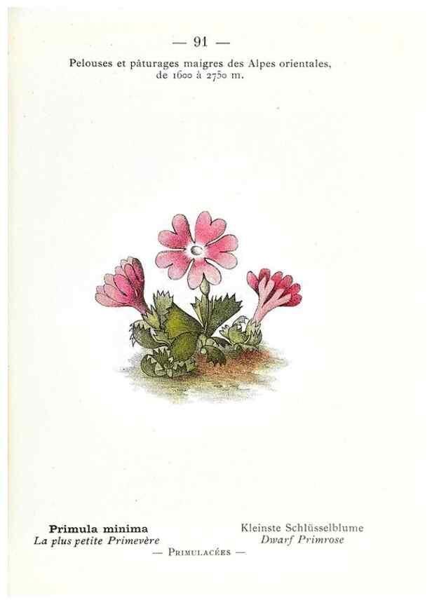 Reproducción/Reproduction 49345082473: Nouvelle flore coloriée de poche des Alpes et des Pyrénées.. Paris,Klincksieck,1906-1912.. 