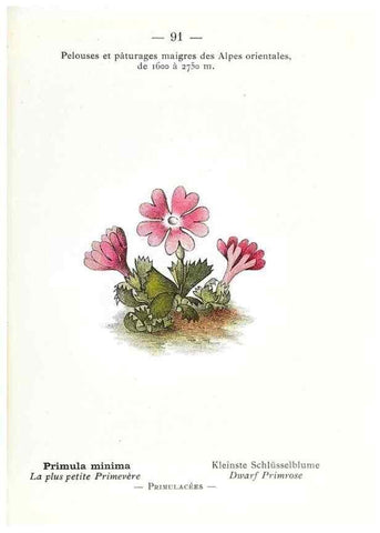 Reproducción/Reproduction 49345082473: Nouvelle flore coloriée de poche des Alpes et des Pyrénées.. Paris,Klincksieck,1906-1912.. 