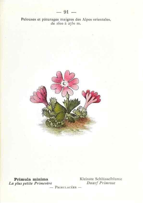 Reproducción/Reproduction 49345082473: Nouvelle flore coloriée de poche des Alpes et des Pyrénées.. Paris,Klincksieck,1906-1912.. 