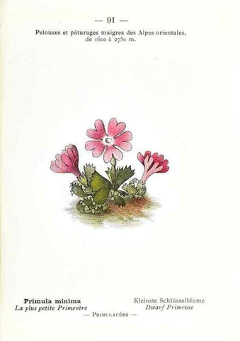Reproducción/Reproduction 49345082473: Nouvelle flore coloriée de poche des Alpes et des Pyrénées.. Paris,Klincksieck,1906-1912.. 