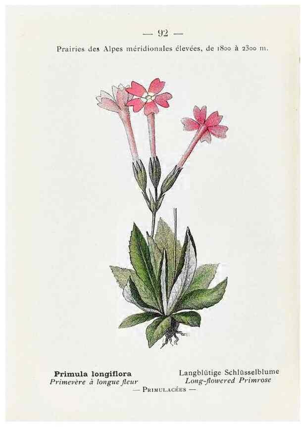 Reproducción/Reproduction 49345082803: Nouvelle flore coloriée de poche des Alpes et des Pyrénées.. Paris,Klincksieck,1906-1912.. 