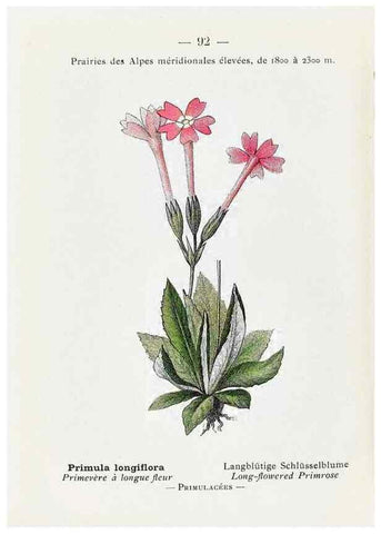 Reproducción/Reproduction 49345082803: Nouvelle flore coloriée de poche des Alpes et des Pyrénées.. Paris,Klincksieck,1906-1912.. 