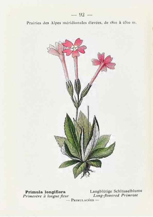 Reproducción/Reproduction 49345082803: Nouvelle flore coloriée de poche des Alpes et des Pyrénées.. Paris,Klincksieck,1906-1912.. 
