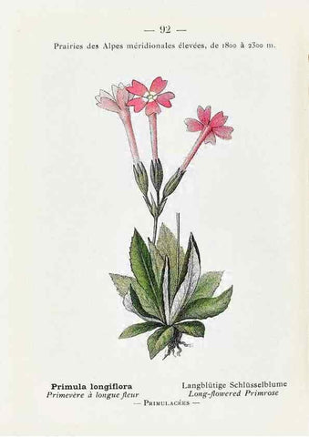 Reproducción/Reproduction 49345082803: Nouvelle flore coloriée de poche des Alpes et des Pyrénées.. Paris,Klincksieck,1906-1912.. 
