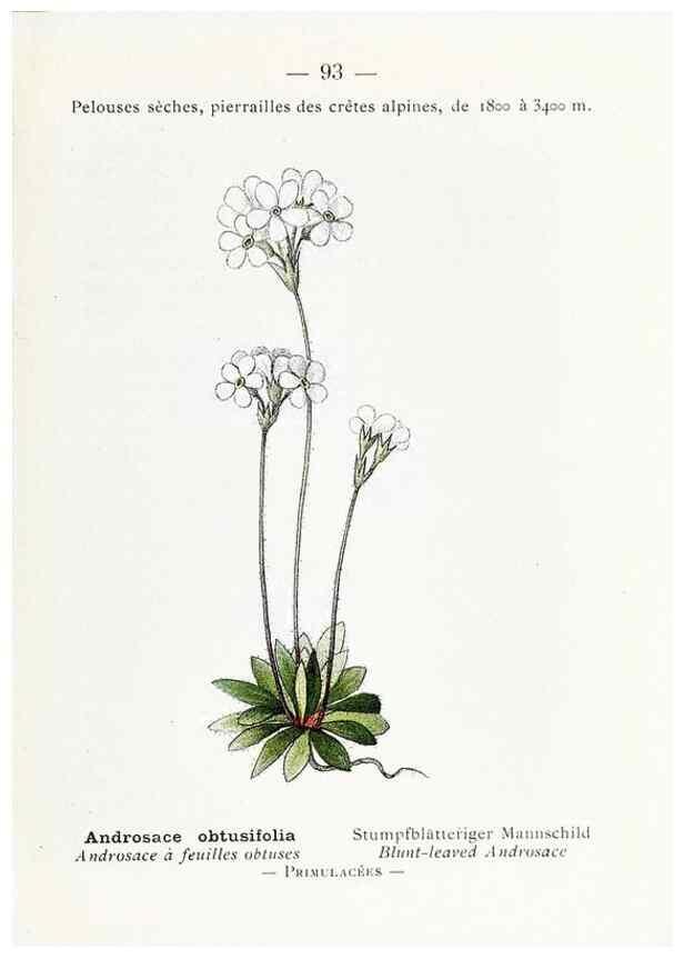 Reproducción/Reproduction 49345544156: Nouvelle flore coloriée de poche des Alpes et des Pyrénées.. Paris,Klincksieck,1906-1912.. 