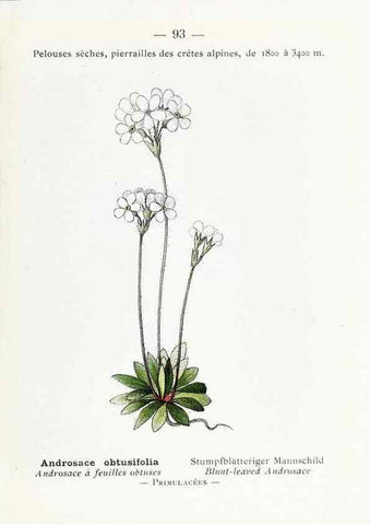 Reproducción/Reproduction 49345544156: Nouvelle flore coloriée de poche des Alpes et des Pyrénées.. Paris,Klincksieck,1906-1912.. 