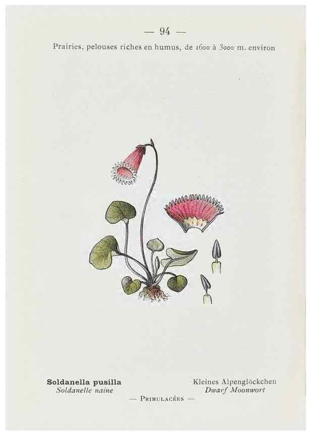 Reproducción/Reproduction 49345756477: Nouvelle flore coloriée de poche des Alpes et des Pyrénées.. Paris,Klincksieck,1906-1912.. 