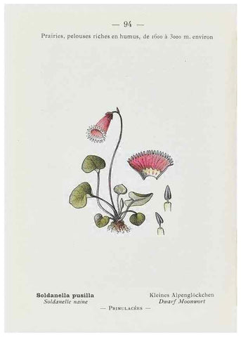 Reproducción/Reproduction 49345756477: Nouvelle flore coloriée de poche des Alpes et des Pyrénées.. Paris,Klincksieck,1906-1912.. 