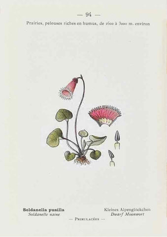 Reproducción/Reproduction 49345756477: Nouvelle flore coloriée de poche des Alpes et des Pyrénées.. Paris,Klincksieck,1906-1912.. 