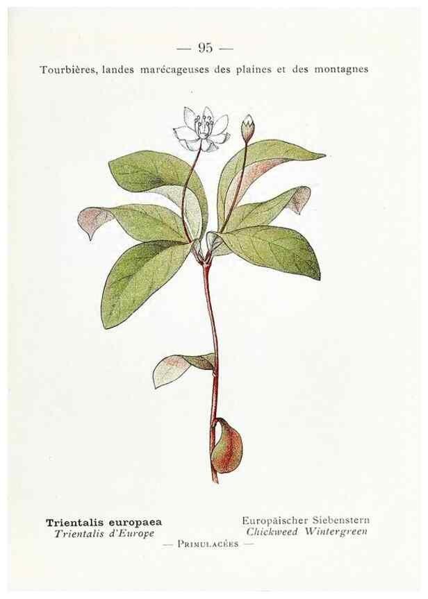 Reproducción/Reproduction 49345756882: Nouvelle flore coloriée de poche des Alpes et des Pyrénées.. Paris,Klincksieck,1906-1912.. 