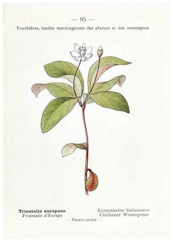 Reproducción/Reproduction 49345756882: Nouvelle flore coloriée de poche des Alpes et des Pyrénées.. Paris,Klincksieck,1906-1912.. 