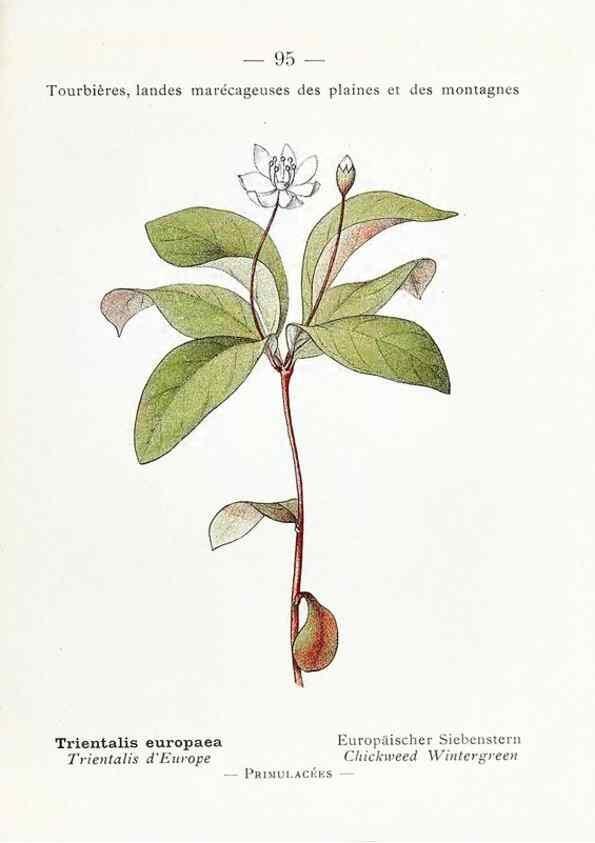 Reproducción/Reproduction 49345756882: Nouvelle flore coloriée de poche des Alpes et des Pyrénées.. Paris,Klincksieck,1906-1912.. 