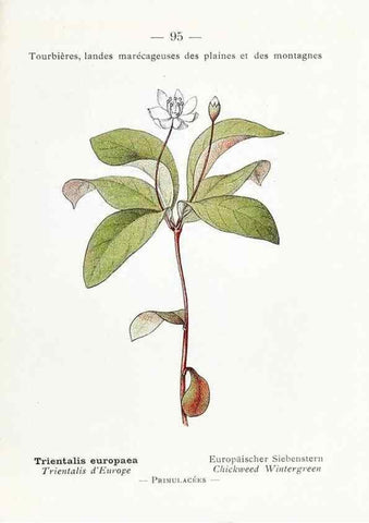 Reproducción/Reproduction 49345756882: Nouvelle flore coloriée de poche des Alpes et des Pyrénées.. Paris,Klincksieck,1906-1912.. 