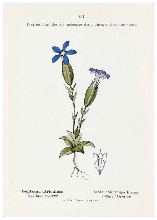 Reproducción/Reproduction 49345545281: Nouvelle flore coloriée de poche des Alpes et des Pyrénées.. Paris,Klincksieck,1906-1912.. 