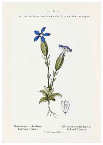 Reproducción/Reproduction 49345545281: Nouvelle flore coloriée de poche des Alpes et des Pyrénées.. Paris,Klincksieck,1906-1912.. 