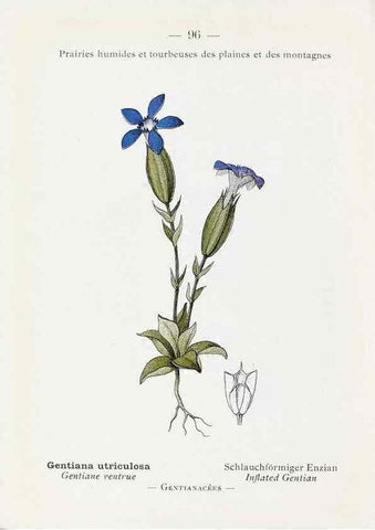 Reproducción/Reproduction 49345545281: Nouvelle flore coloriée de poche des Alpes et des Pyrénées.. Paris,Klincksieck,1906-1912.. 