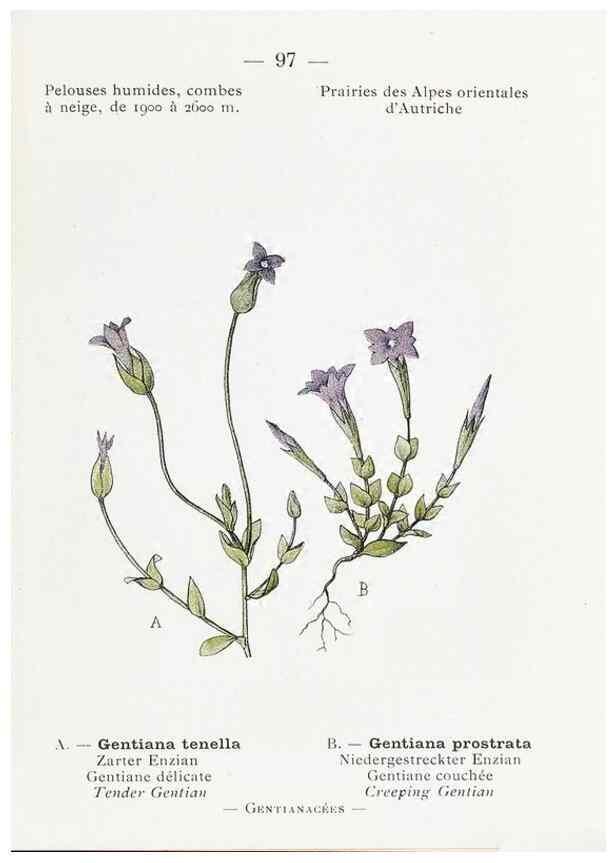 Reproducción/Reproduction 49345757647: Nouvelle flore coloriée de poche des Alpes et des Pyrénées.. Paris,Klincksieck,1906-1912.. 