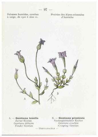 Reproducción/Reproduction 49345757647: Nouvelle flore coloriée de poche des Alpes et des Pyrénées.. Paris,Klincksieck,1906-1912.. 