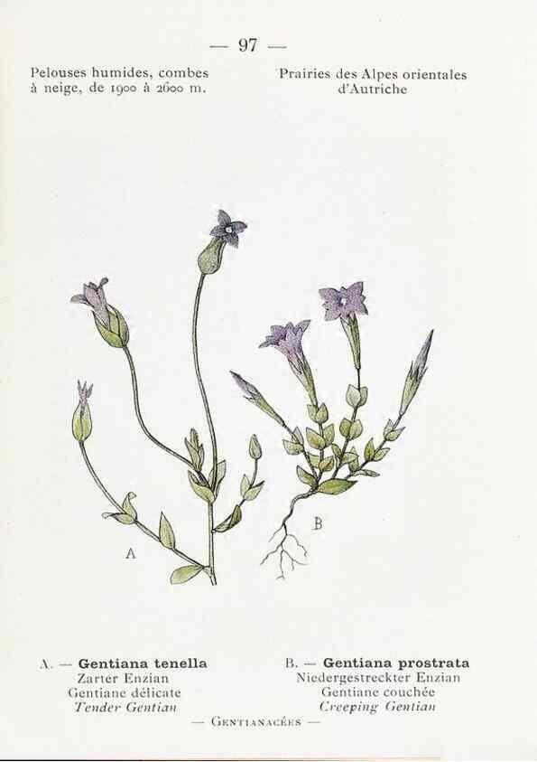 Reproducción/Reproduction 49345757647: Nouvelle flore coloriée de poche des Alpes et des Pyrénées.. Paris,Klincksieck,1906-1912.. 