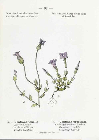 Reproducción/Reproduction 49345757647: Nouvelle flore coloriée de poche des Alpes et des Pyrénées.. Paris,Klincksieck,1906-1912.. 