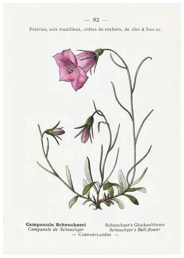 Reproducción/Reproduction 49345079108: Nouvelle flore coloriée de poche des Alpes et des Pyrénées.. Paris,Klincksieck,1906-1912.. 