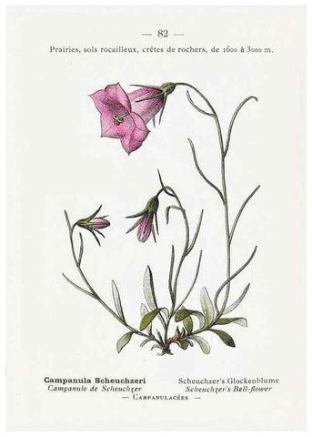Reproducción/Reproduction 49345079108: Nouvelle flore coloriée de poche des Alpes et des Pyrénées.. Paris,Klincksieck,1906-1912.. 