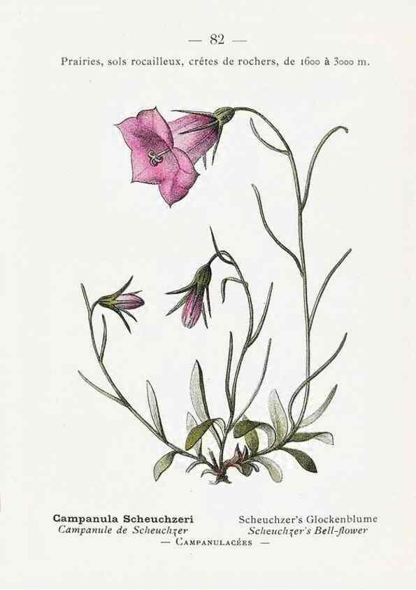 Reproducción/Reproduction 49345079108: Nouvelle flore coloriée de poche des Alpes et des Pyrénées.. Paris,Klincksieck,1906-1912.. 