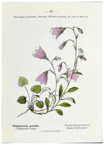 Reproducción/Reproduction 49345539876: Nouvelle flore coloriée de poche des Alpes et des Pyrénées.. Paris,Klincksieck,1906-1912.. 