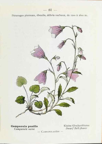 Reproducción/Reproduction 49345539876: Nouvelle flore coloriée de poche des Alpes et des Pyrénées.. Paris,Klincksieck,1906-1912.. 