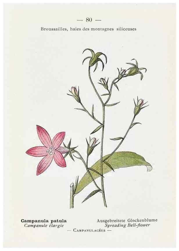 Reproducción/Reproduction 49345078433: Nouvelle flore coloriée de poche des Alpes et des Pyrénées.. Paris,Klincksieck,1906-1912.. 