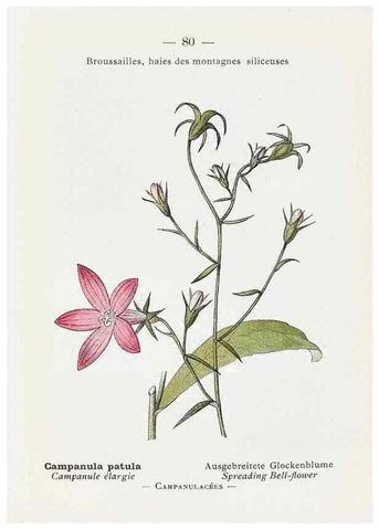 Reproducción/Reproduction 49345078433: Nouvelle flore coloriée de poche des Alpes et des Pyrénées.. Paris,Klincksieck,1906-1912.. 