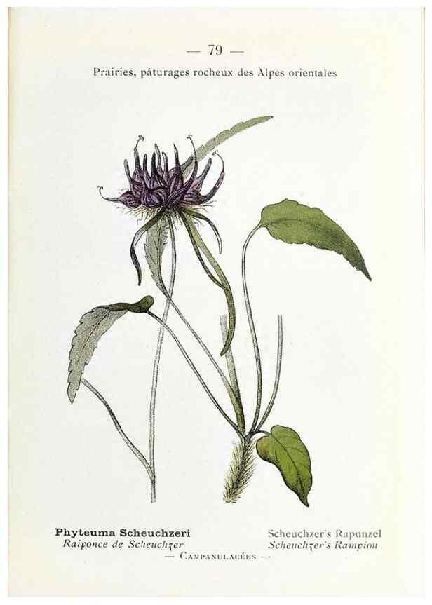 Reproducción/Reproduction 49345751017: Nouvelle flore coloriée de poche des Alpes et des Pyrénées.. Paris,Klincksieck,1906-1912.. 
