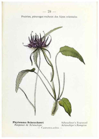 Reproducción/Reproduction 49345751017: Nouvelle flore coloriée de poche des Alpes et des Pyrénées.. Paris,Klincksieck,1906-1912.. 