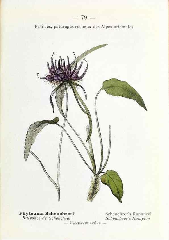 Reproducción/Reproduction 49345751017: Nouvelle flore coloriée de poche des Alpes et des Pyrénées.. Paris,Klincksieck,1906-1912.. 