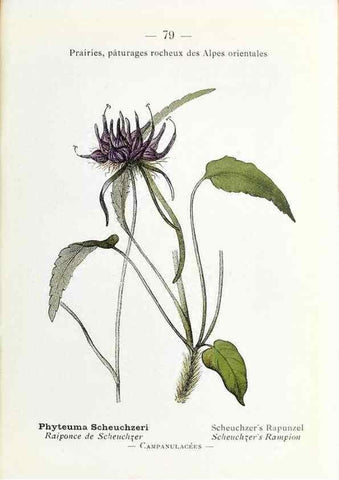 Reproducción/Reproduction 49345751017: Nouvelle flore coloriée de poche des Alpes et des Pyrénées.. Paris,Klincksieck,1906-1912.. 