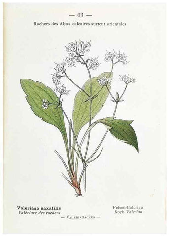 Reproducción/Reproduction 49345745017: Nouvelle flore coloriée de poche des Alpes et des Pyrénées.. Paris,Klincksieck,1906-1912.. 