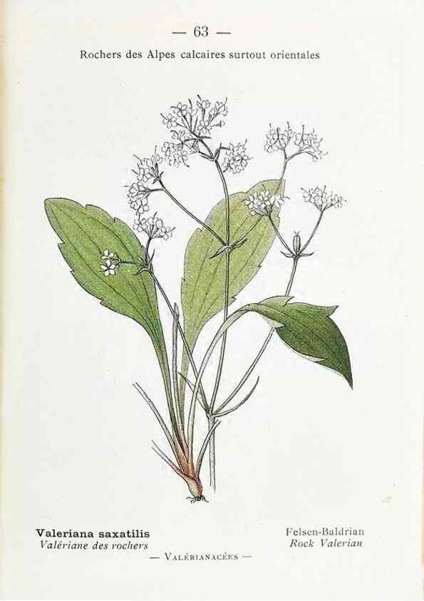 Reproducción/Reproduction 49345745017: Nouvelle flore coloriée de poche des Alpes et des Pyrénées.. Paris,Klincksieck,1906-1912.. 