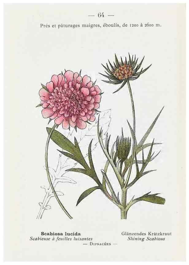 Reproducción/Reproduction 49345745432: Nouvelle flore coloriée de poche des Alpes et des Pyrénées.. Paris,Klincksieck,1906-1912.. 